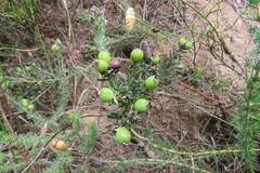 Aspalathus cephalotes