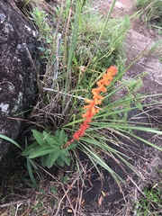 Sinningia allagophylla