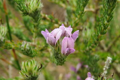 Aspalathus cephalotes