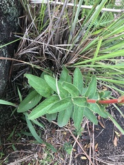 Sinningia allagophylla