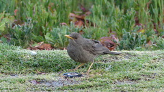 Turdus chiguanco