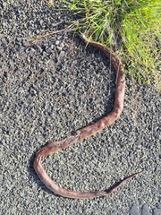 Pseudechis australis