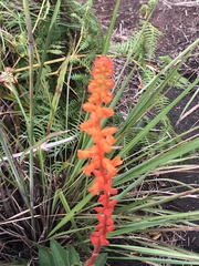 Sinningia allagophylla