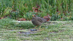 Turdus chiguanco