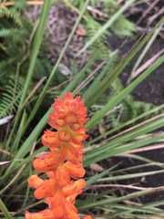 Sinningia allagophylla