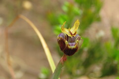 Moraea inconspicua