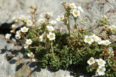 Saxifraga