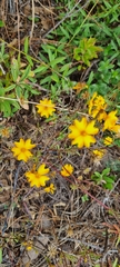 Tagetes tenuifolia