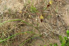 Moraea inconspicua