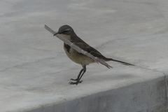 Motacilla capensis capensis