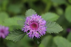 Centratherum punctatum