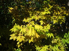 Ungnadia speciosa