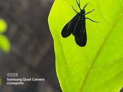 Uranophora terminalis