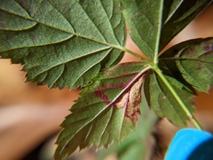 Stigmella villosella