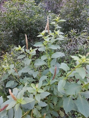 Phytolacca heterotepala