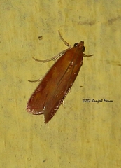 Oncocera semirubella