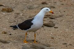 Larus belcheri