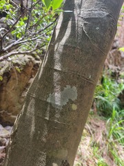 Pterocelastrus echinatus