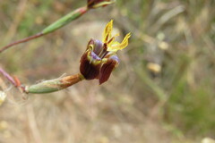 Moraea inconspicua