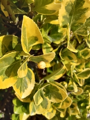 Euonymus japonicus