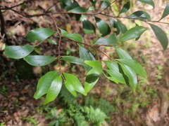 Pterocelastrus echinatus