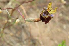 Moraea inconspicua