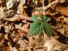 Stigmella villosella