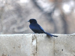 Dicrurus adsimilis apivorus