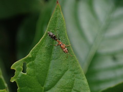 Pseudomyrmex