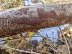 Hypoxylon rubiginosum