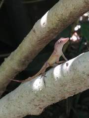 Anolis lineatopus
