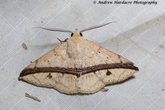 Ugia eugrapha
