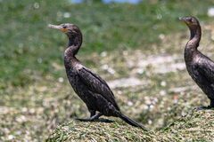 Nannopterum brasilianum