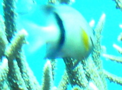 Plectroglyphidodon dickii