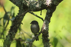 Microspingus cabanisi