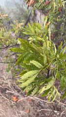 Lyonothamnus floribundus