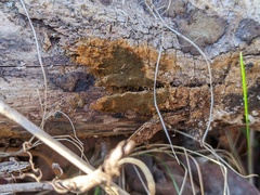 Hypoxylon rubiginosum