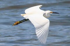 Egretta thula