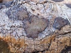 Hypoxylon rubiginosum