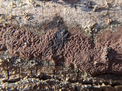 Hypoxylon rubiginosum