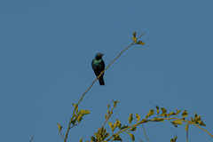Lamprotornis chalybaeus