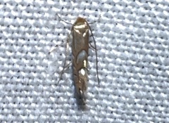 Phyllonorycter aeriferella