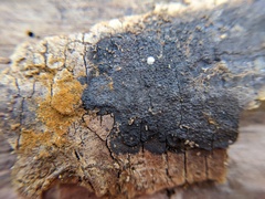 Hypoxylon rubiginosum
