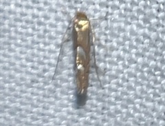 Phyllonorycter aeriferella