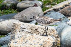 Pluvialis squatarola