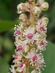 Phytolacca heterotepala