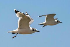 Leucophaeus pipixcan