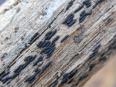 Hysterobrevium mori