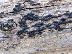 Hysterobrevium mori