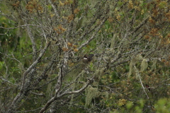 Turdus albicollis
